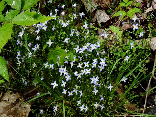 {Houstonia serpyllifolia}